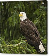 Bald Eagle Alaska Acrylic Print