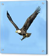 Bald Eagle Flying Holding Freshly Caught Fish Acrylic Print