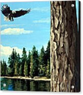 Bald Eagle Flying Free Acrylic Print