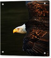 Bald Eagle In Flight Acrylic Print