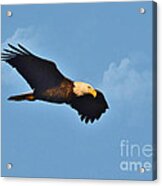 Bald Eagle In Flight Acrylic Print