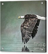 Bald Eagle In Mist Acrylic Print