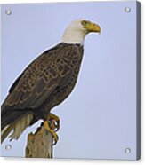 Bald Eagle On A Snag Acrylic Print