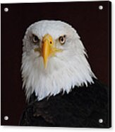Bald Eagle Portrait Acrylic Print