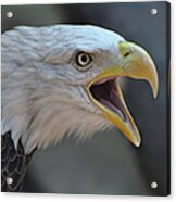 Bald Eagle Acrylic Print