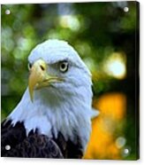 Bald Eagle Acrylic Print