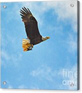 Bald Eagle With Fish Acrylic Print