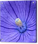 Balloon Flower Acrylic Print