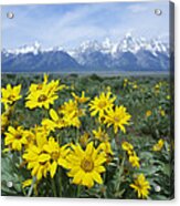 Balsamroot Sunflower Patch Grand Teton Acrylic Print