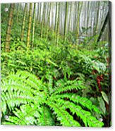 Bamboo Forest In The Fog,guilin,china Acrylic Print