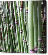 Bamboo Acrylic Print