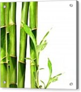 Bamboo Shoots Stacked Side By Side Acrylic Print