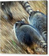 Bandits On The Run Acrylic Print