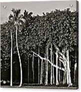 Banyan With Palms Acrylic Print