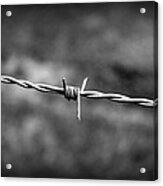 Barbed Wire Acrylic Print