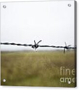 Barbed Wires Acrylic Print