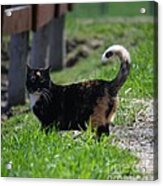 Barn Cat Acrylic Print