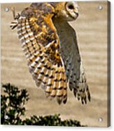 Barn Owl Acrylic Print