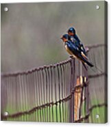 Barn Swallows On The Fence Acrylic Print