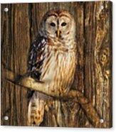 Barred Owl 1 Acrylic Print