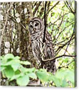 Barred Owl In Forest Acrylic Print