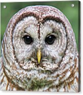 Barred Owl Portrait Acrylic Print