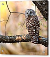 Barred Owl Acrylic Print