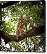 Barred Owl Under Canopy Acrylic Print