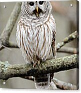 Barred Owl Yawning Acrylic Print