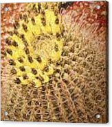 Barrel Cactus Blossoms Acrylic Print