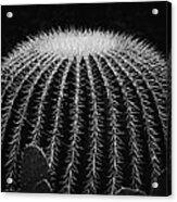 Barrel Cactus Acrylic Print