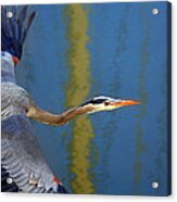 Bay Blue Heron Flight Acrylic Print