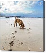 Beach Dog Acrylic Print