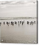Beach Gulls Gather Acrylic Print