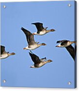Bean Geese Flying England Acrylic Print