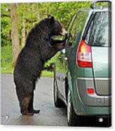 Bear And Car Acrylic Print