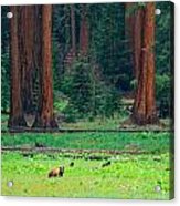 Bear In Sequoia National Park Acrylic Print