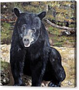 Bear - Wildlife Art - Ursus Americanus Acrylic Print