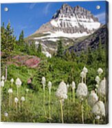 Beargrass Blooms In Many Glacier Valley Acrylic Print