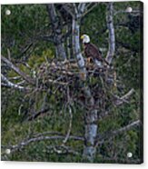 Beautiful Bald Eagle And Her Nest Acrylic Print
