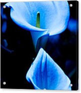 Beautiful Blue Calla Lilies Acrylic Print