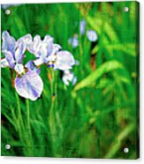 Beautiful Louisiana Hybrid Iris Acrylic Print