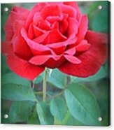 Beautiful Morning Rose Acrylic Print