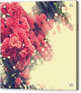 Beautiful Pink Climbing Roses With Streaming Sunlight Acrylic Print