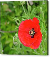 Beautiful Red Poppy Papaver Rhoeas Acrylic Print