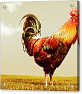 Beautiful Rooster Acrylic Print