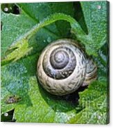 Beautiful Snail Acrylic Print