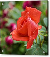 Beauty In Red Acrylic Print