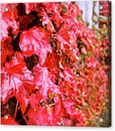 Beauty Of Red Acrylic Print