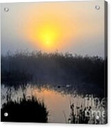 Beaver At Beaver Dam In Morning Acrylic Print